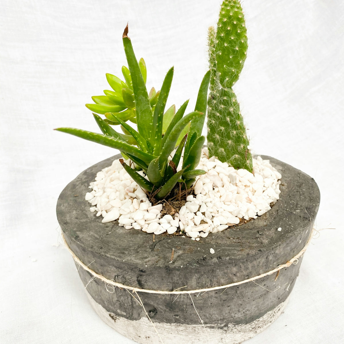 green plant on gray concrete pot
