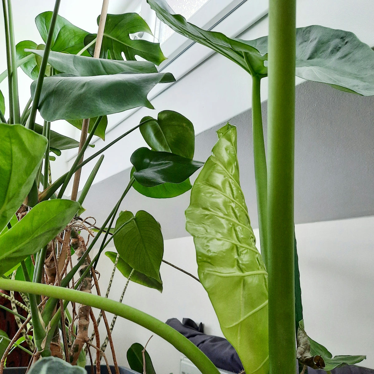 green plant near white wall