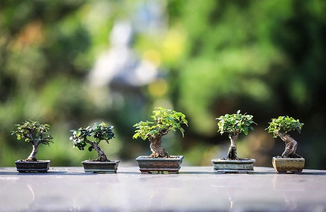 Here's how you can use a bonsai tree to take your planting game to a next level