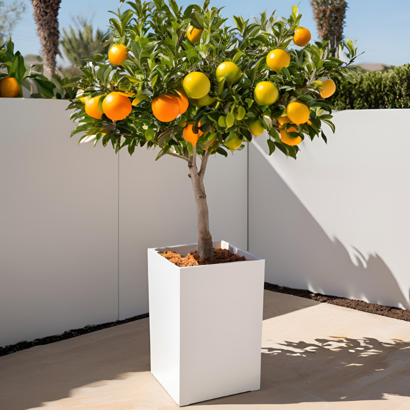 Combining Fiberglass planters with Citrus tree