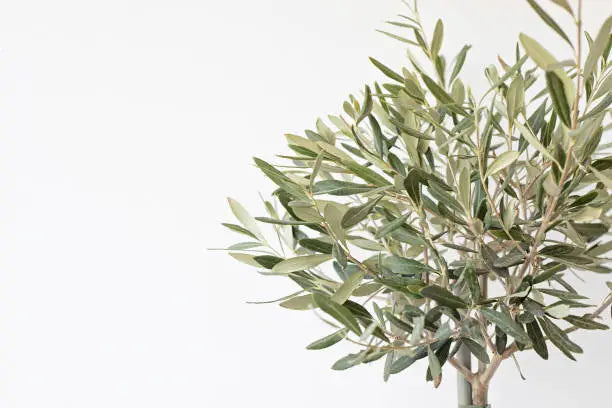 Faux Olive Trees for Your Living Room: A Comprehensive Guide