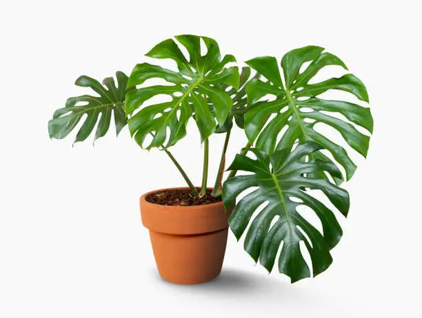 The Ultimate Monstera Tree Care Guide: Tips, Tricks, and Styling Ideas