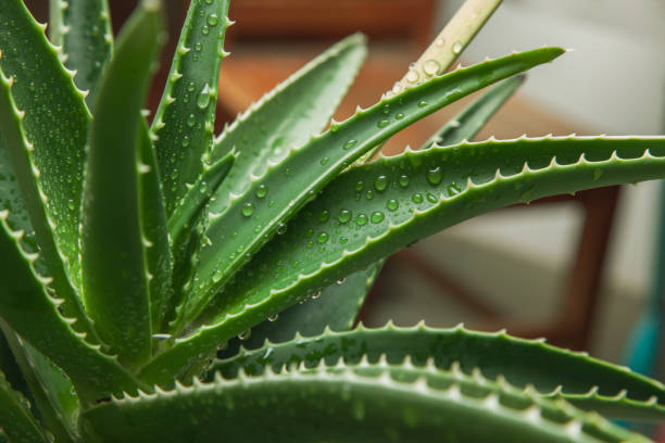 How to take care of your Aloe Vera plant