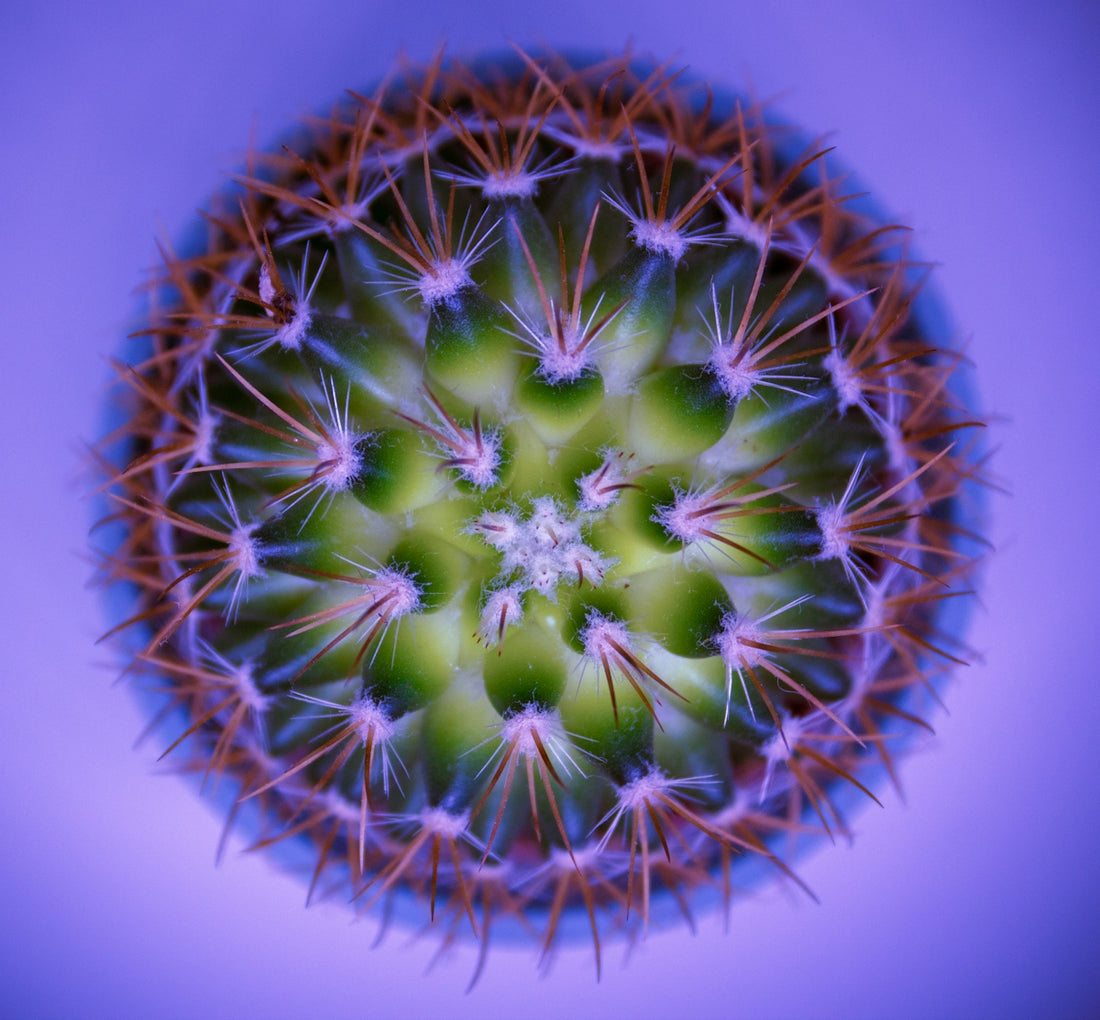 green cactus