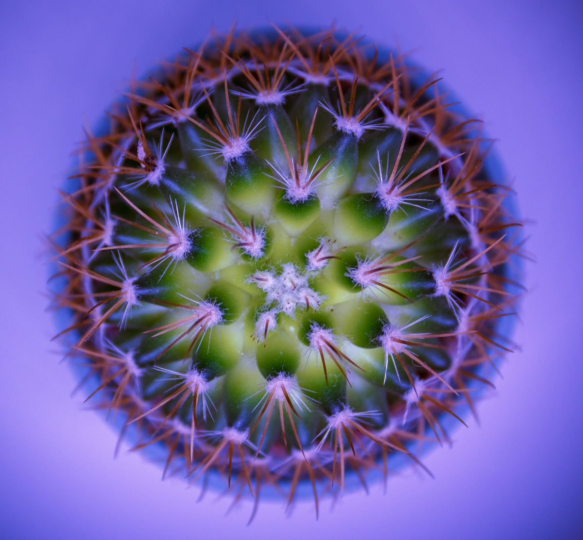 green cactus