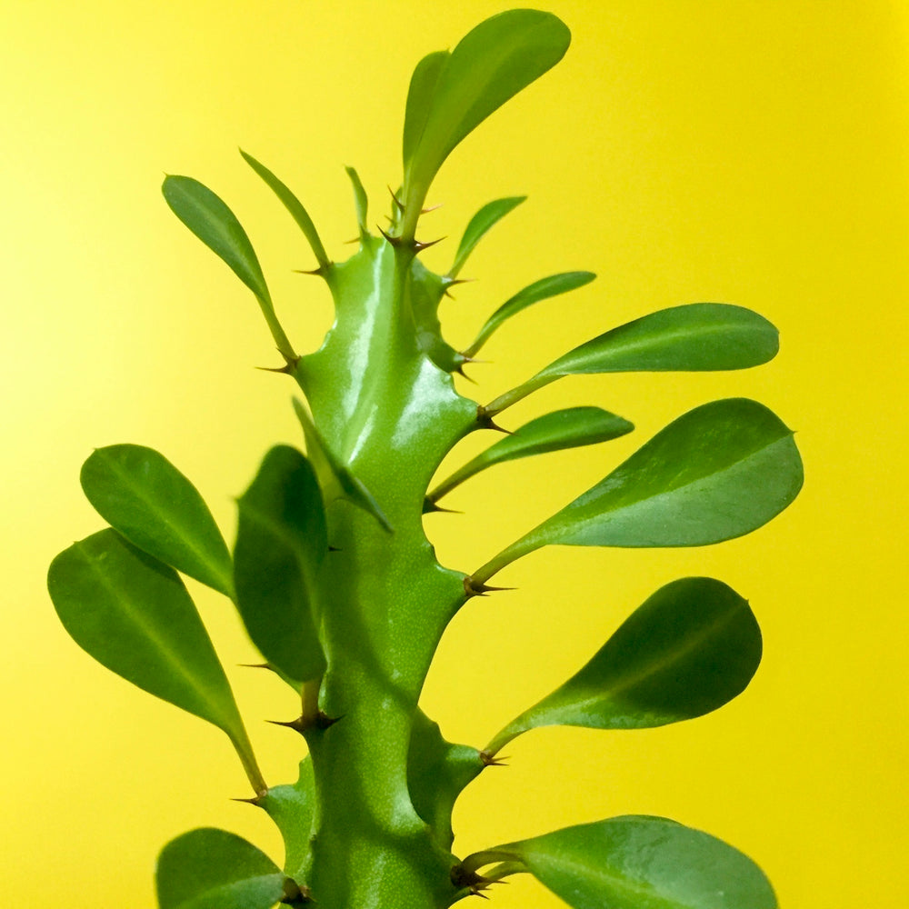 green plant