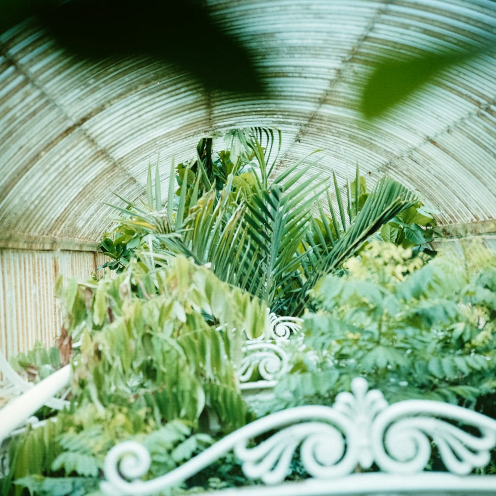 green leafed plants