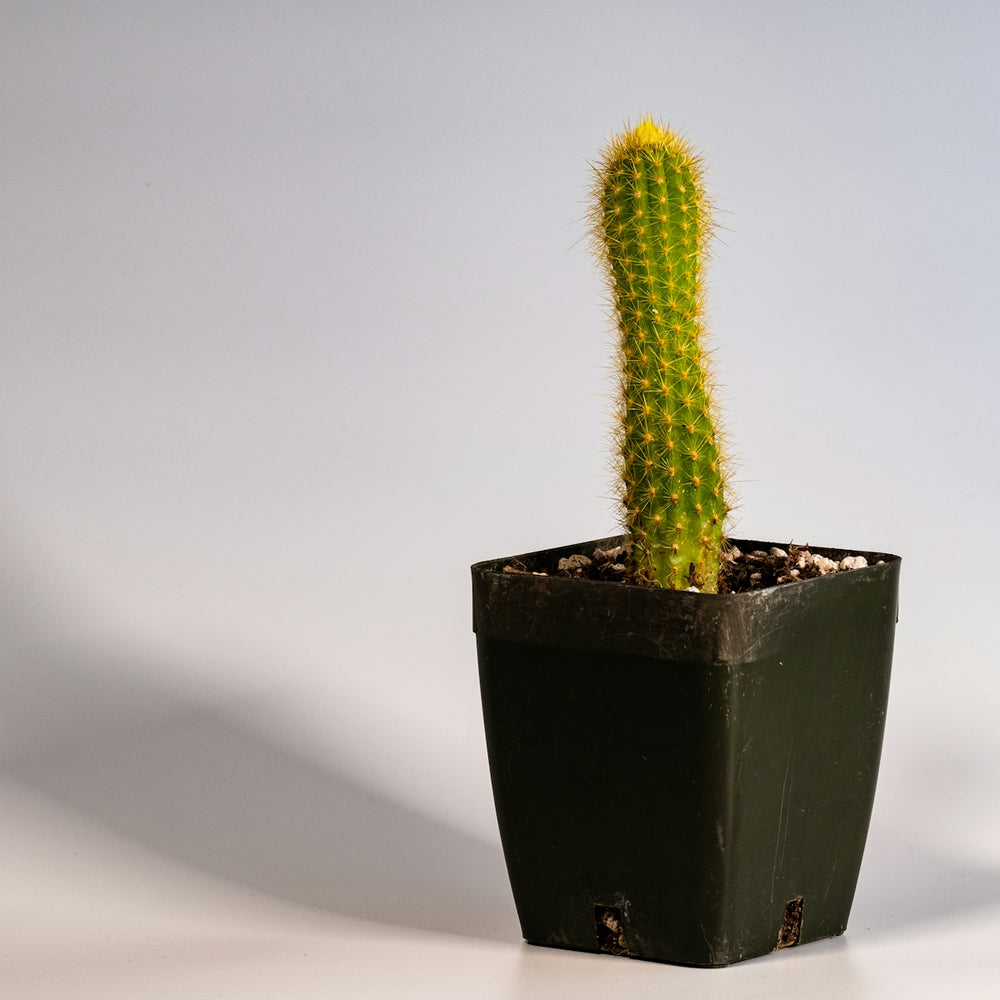 green potted cactus