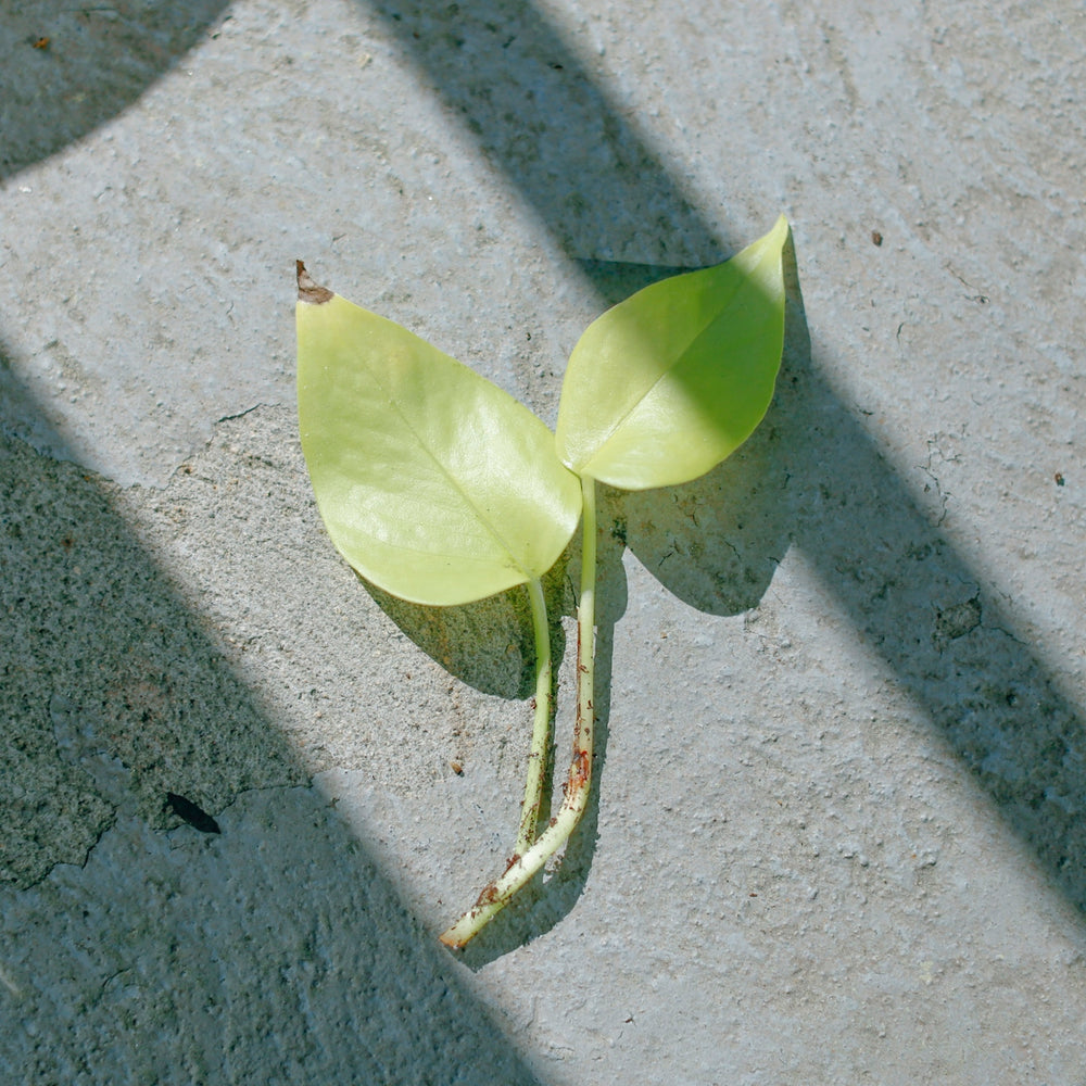 green leaf on gray concrete floor
