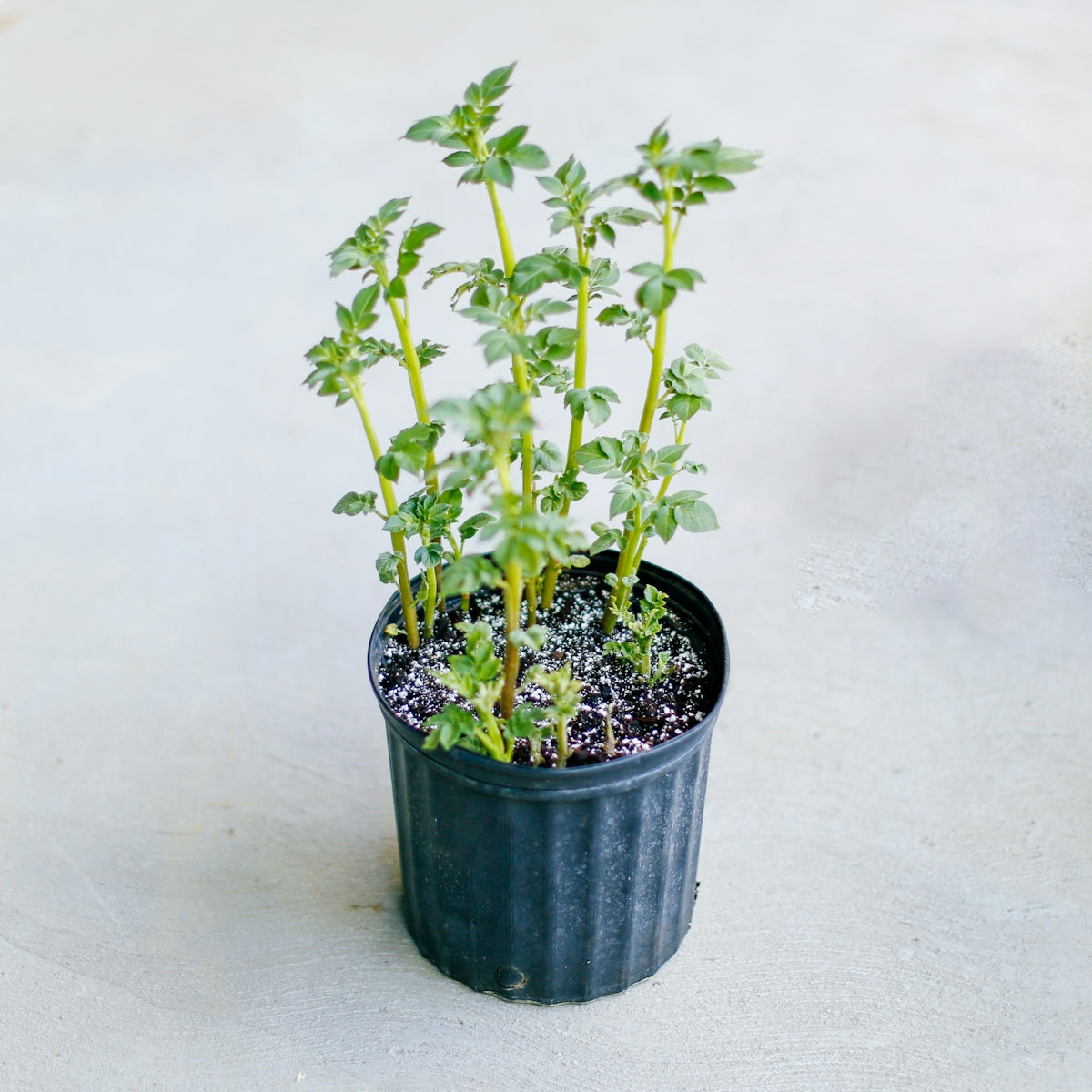 green plant on blue pot