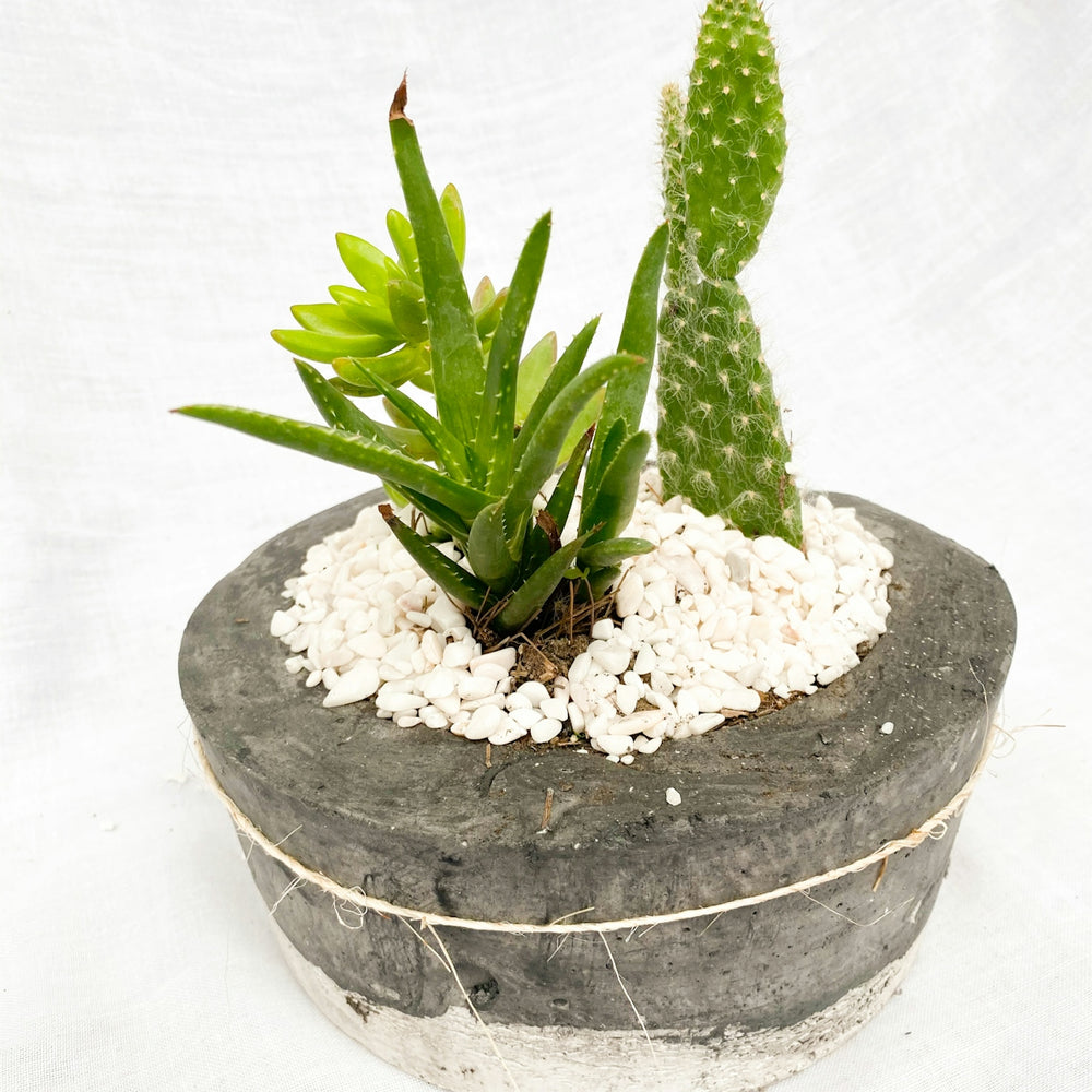 green plant on gray concrete pot