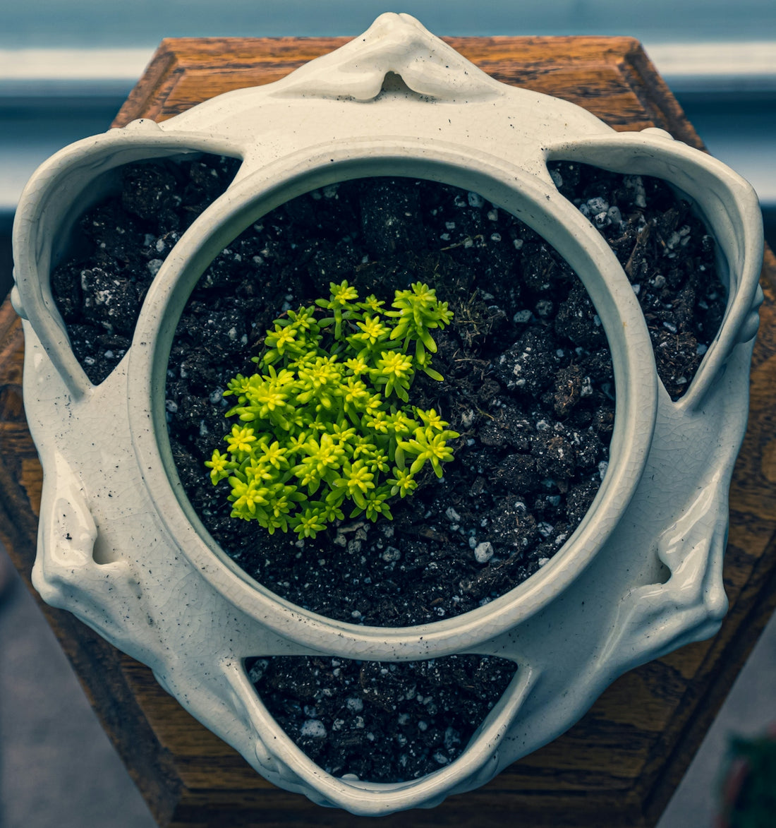 green plant on white ceramic pot