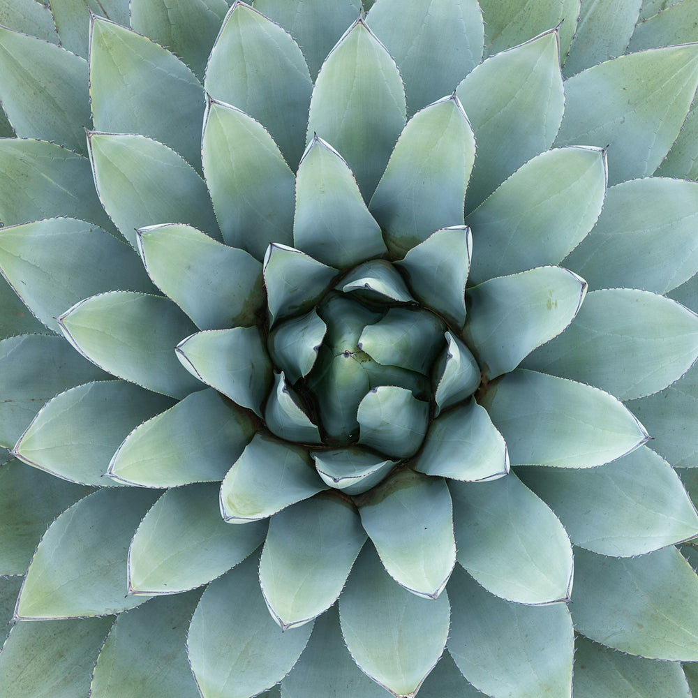 green succulent plant in close up photography