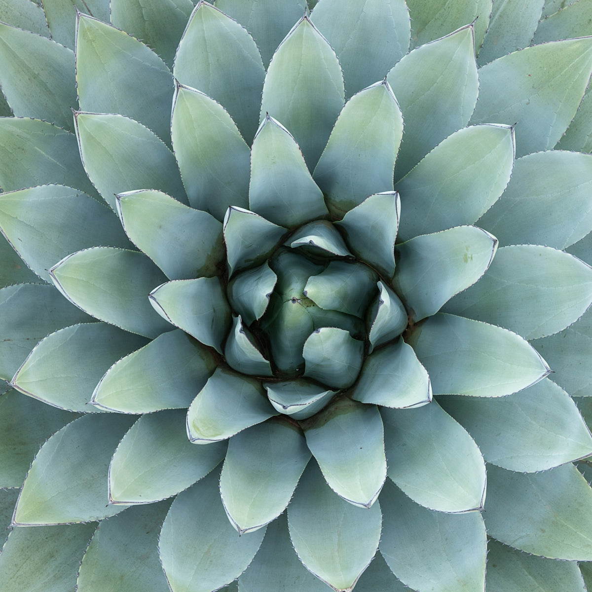 green succulent plant in close up photography