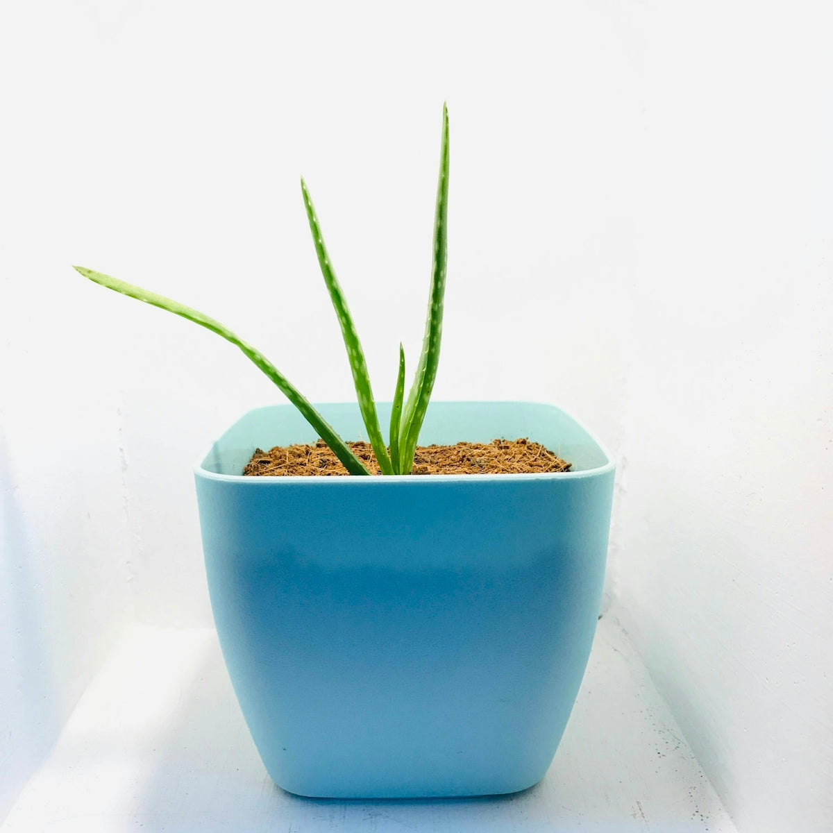 green plant in blue ceramic pot