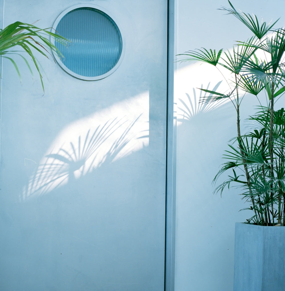 green plant beside white wooden framed glass door