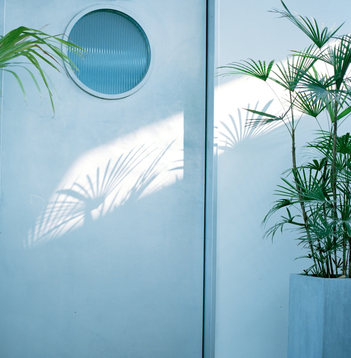 green plant beside white wooden framed glass door
