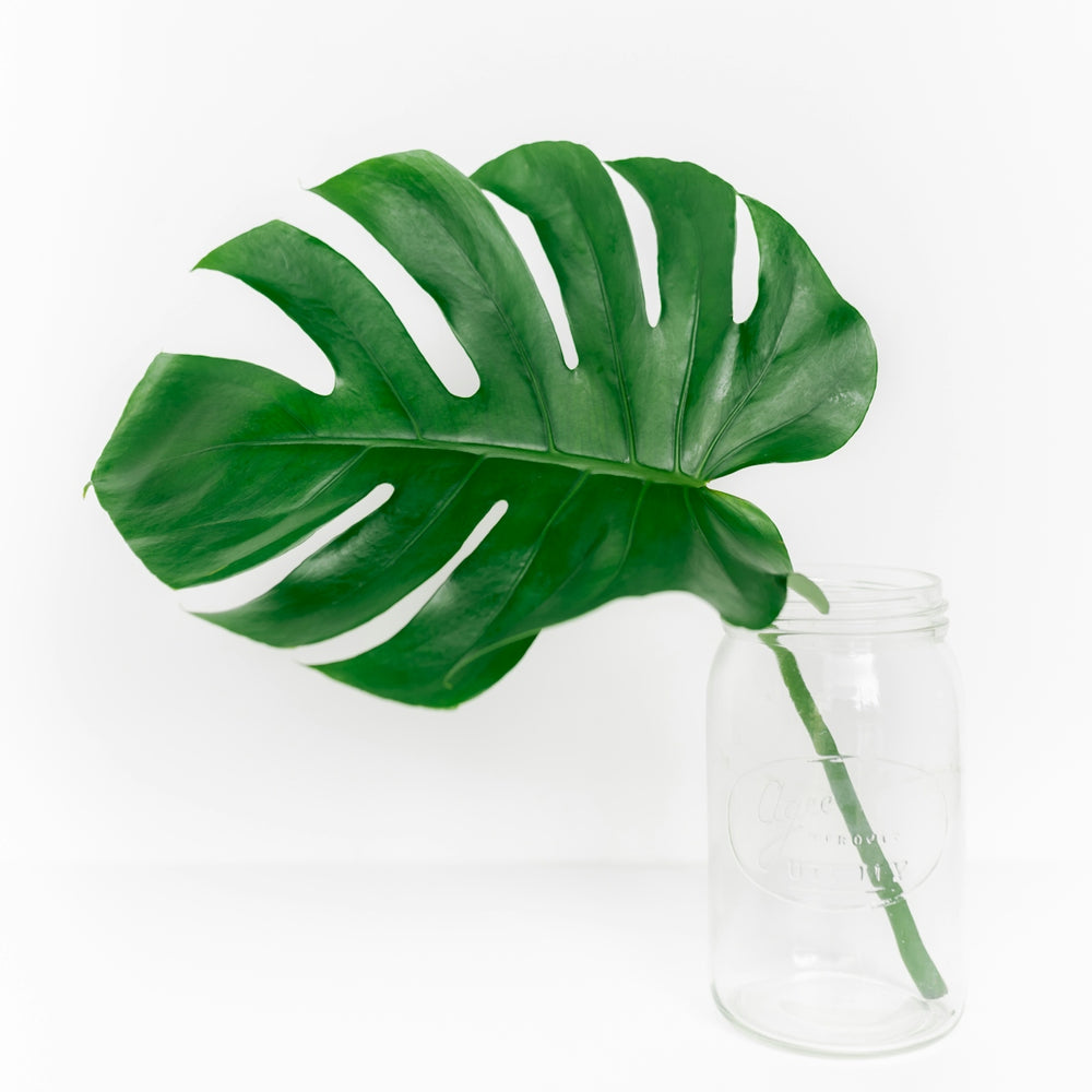 green leaves in clear glass jar