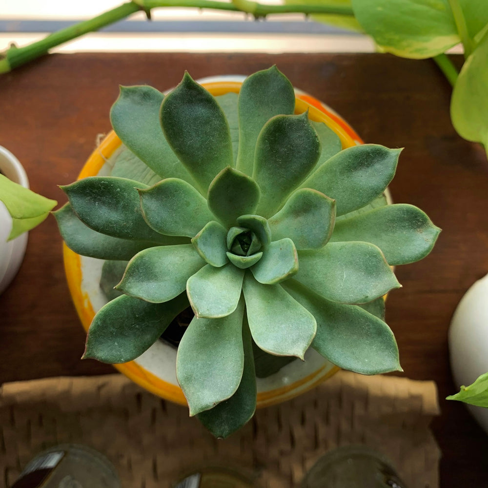 green succulent plant on brown wooden table