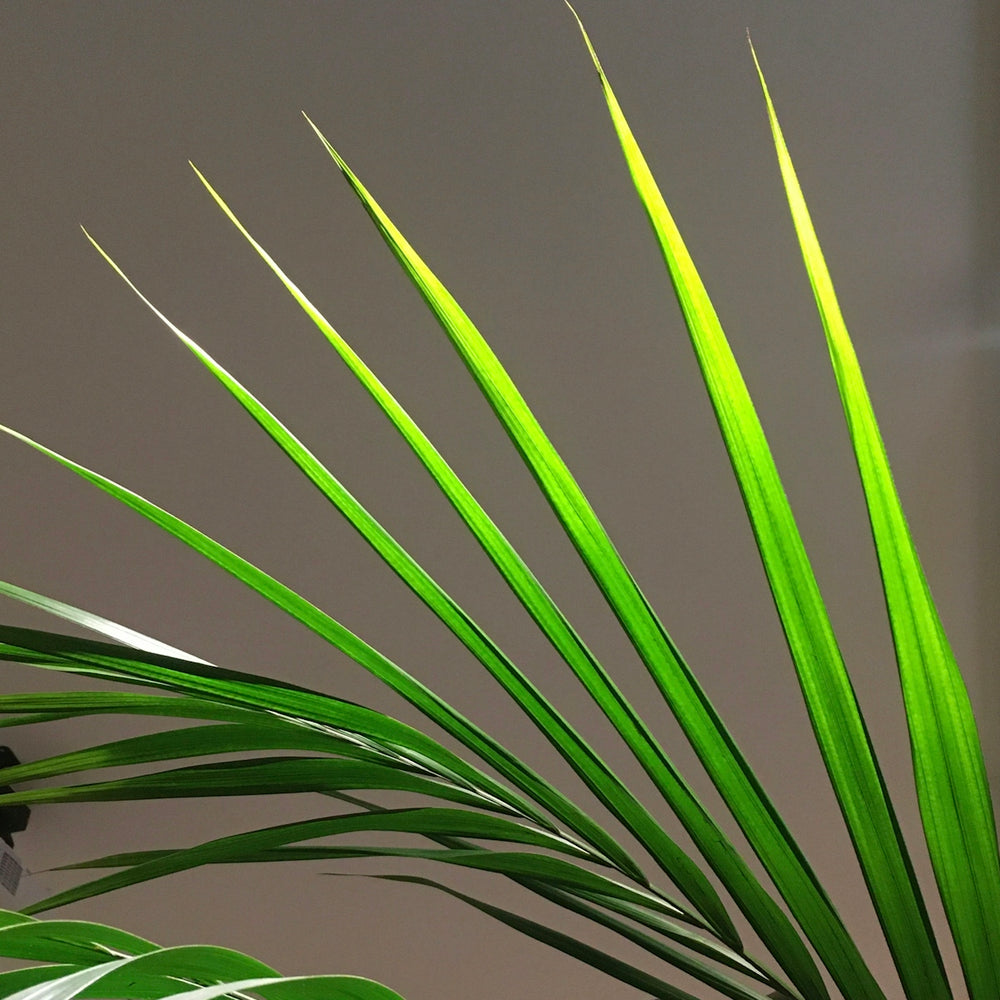 green plant in close up photography