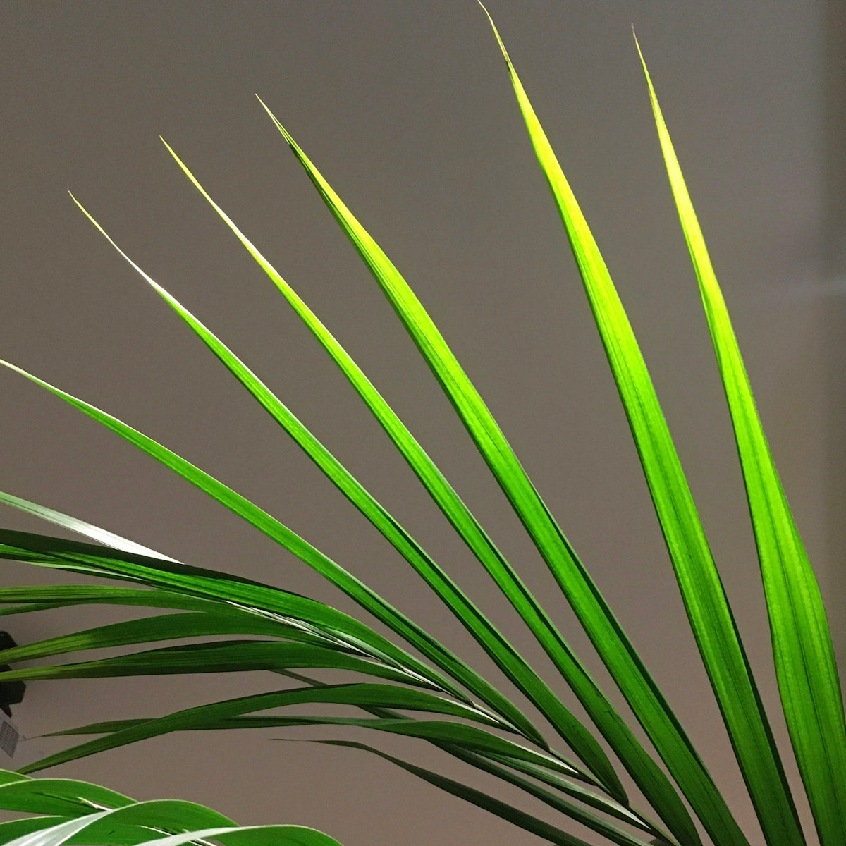 green plant in close up photography