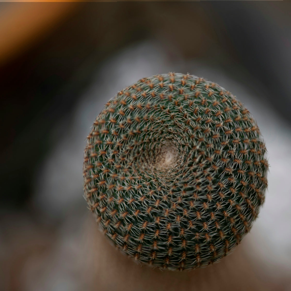 a close up of a round object with a blurry background