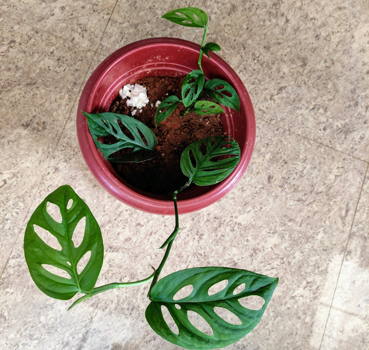 a potted plant sitting on top of a table