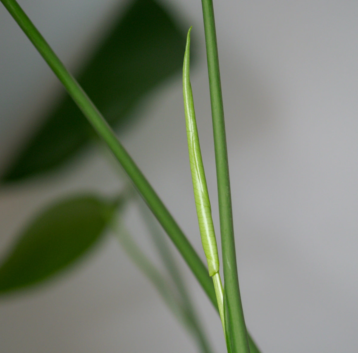 close-up of a green plant