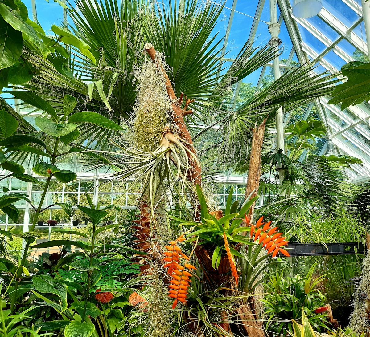 a tropical plant with many leaves
