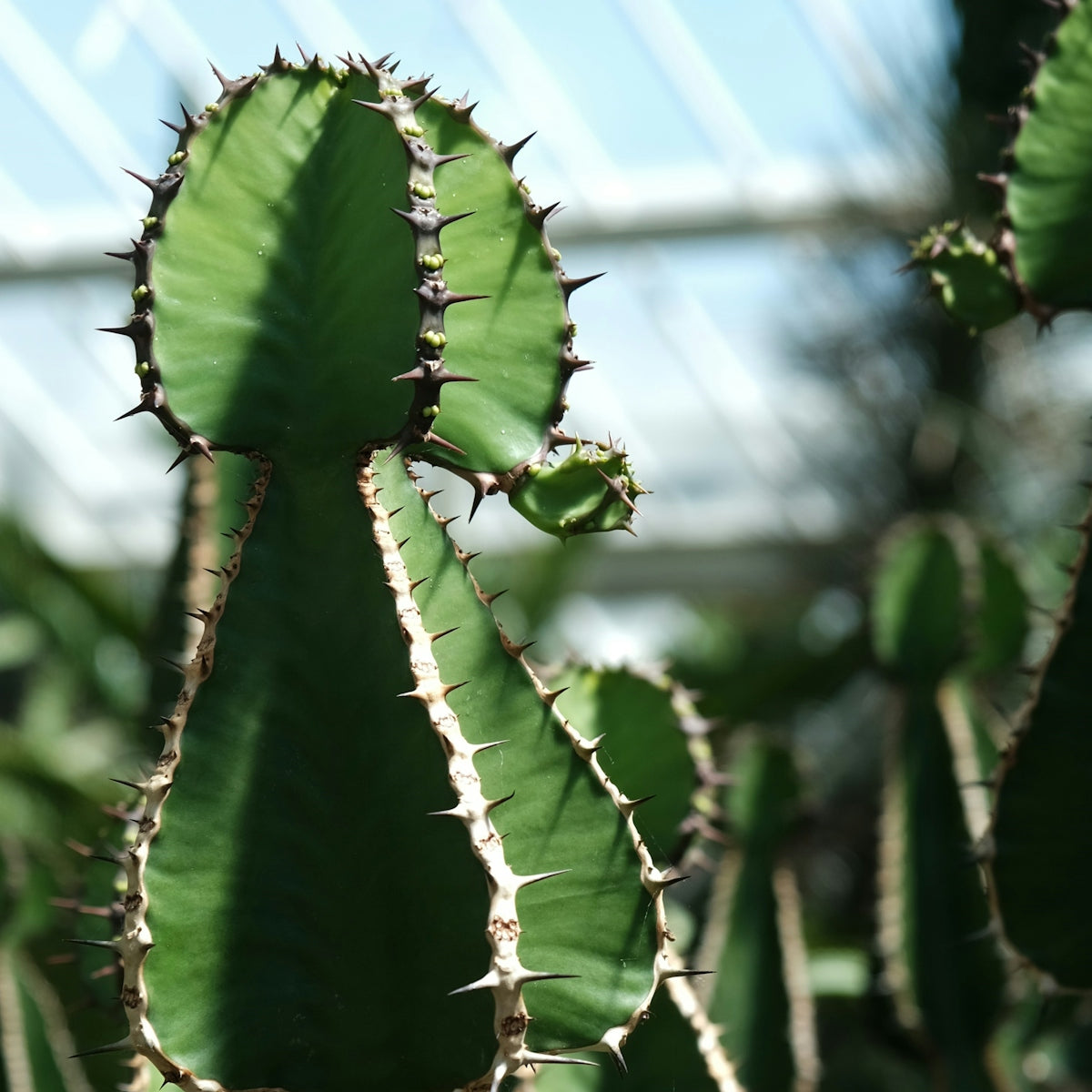 a close up of a plant