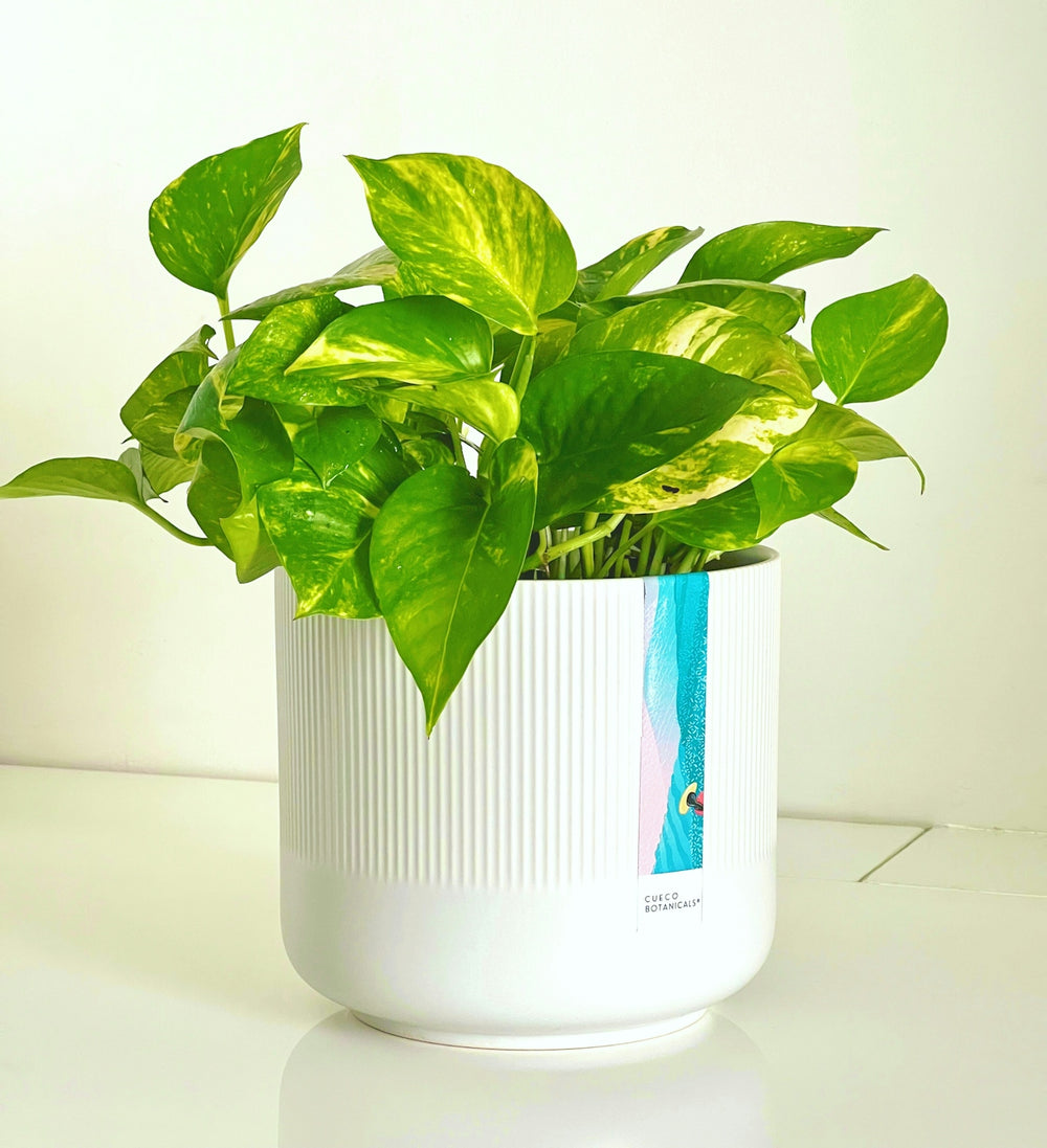 a potted plant with green leaves