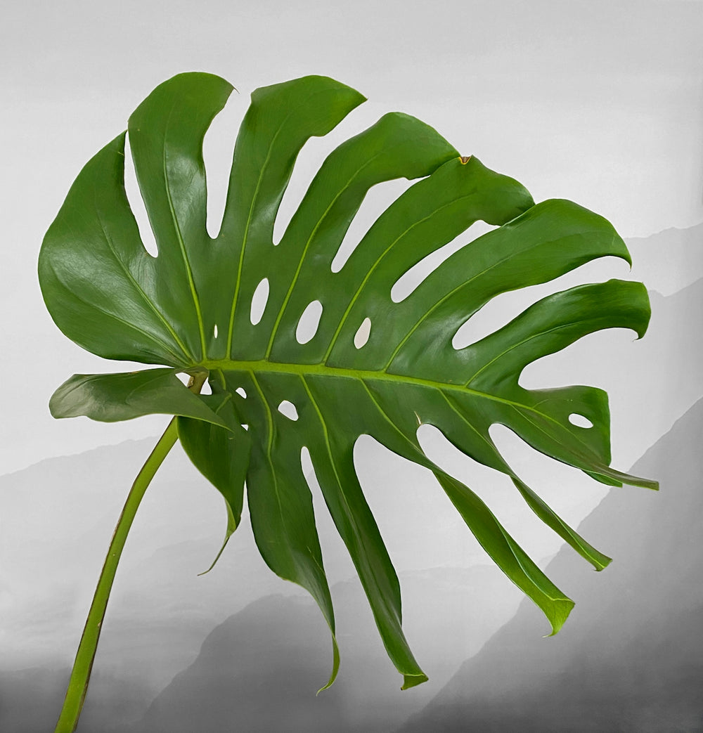 a close-up of a plant