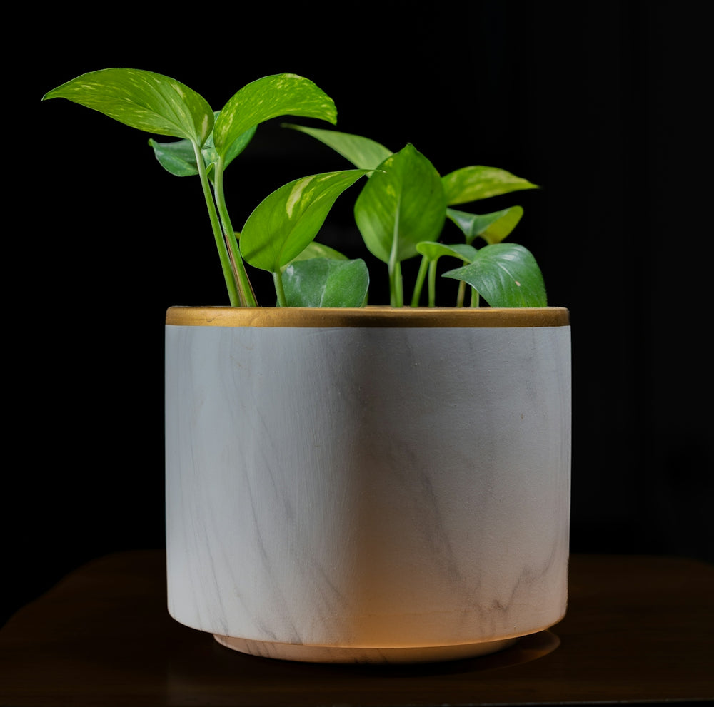 a plant in a pot