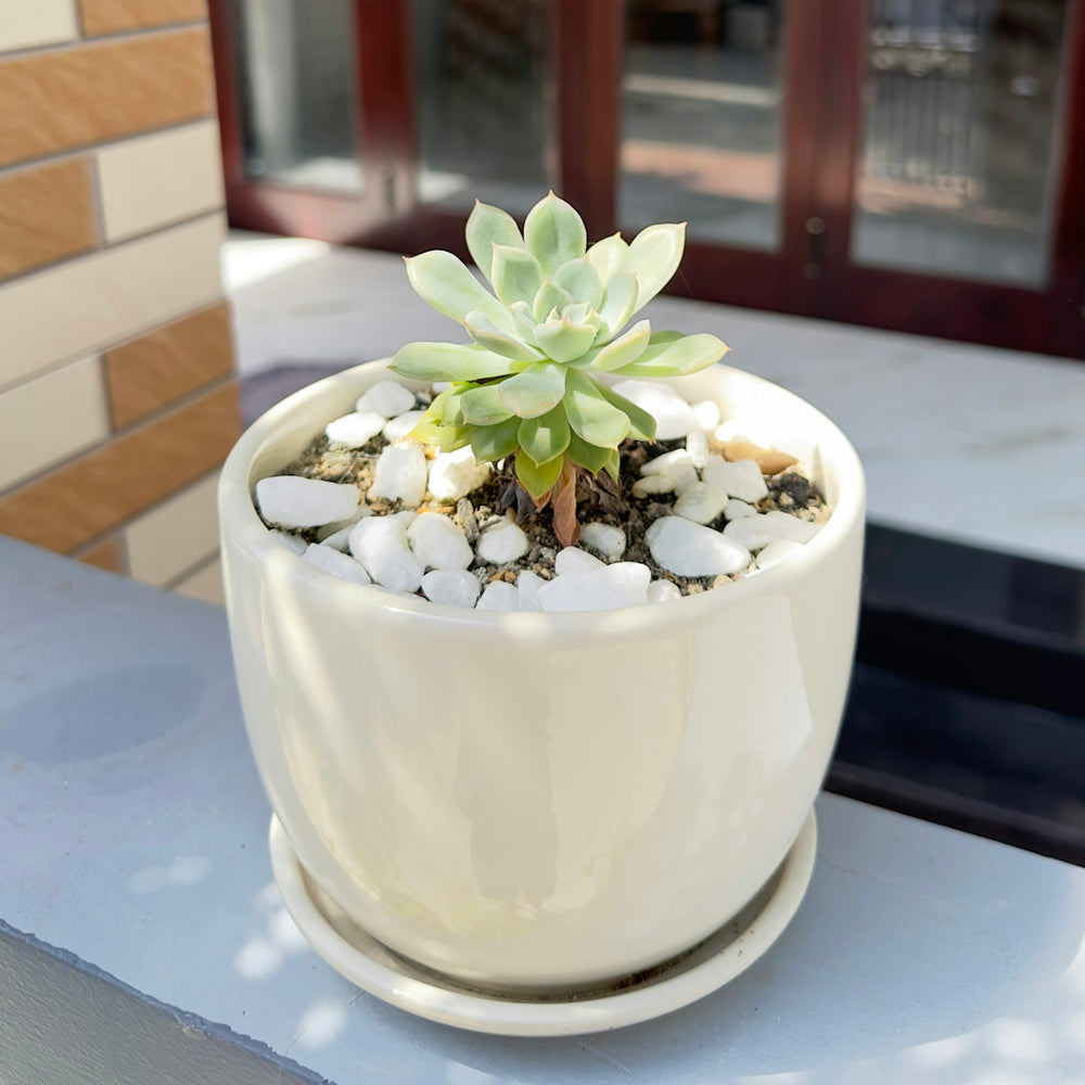 a white cup with a plant in it