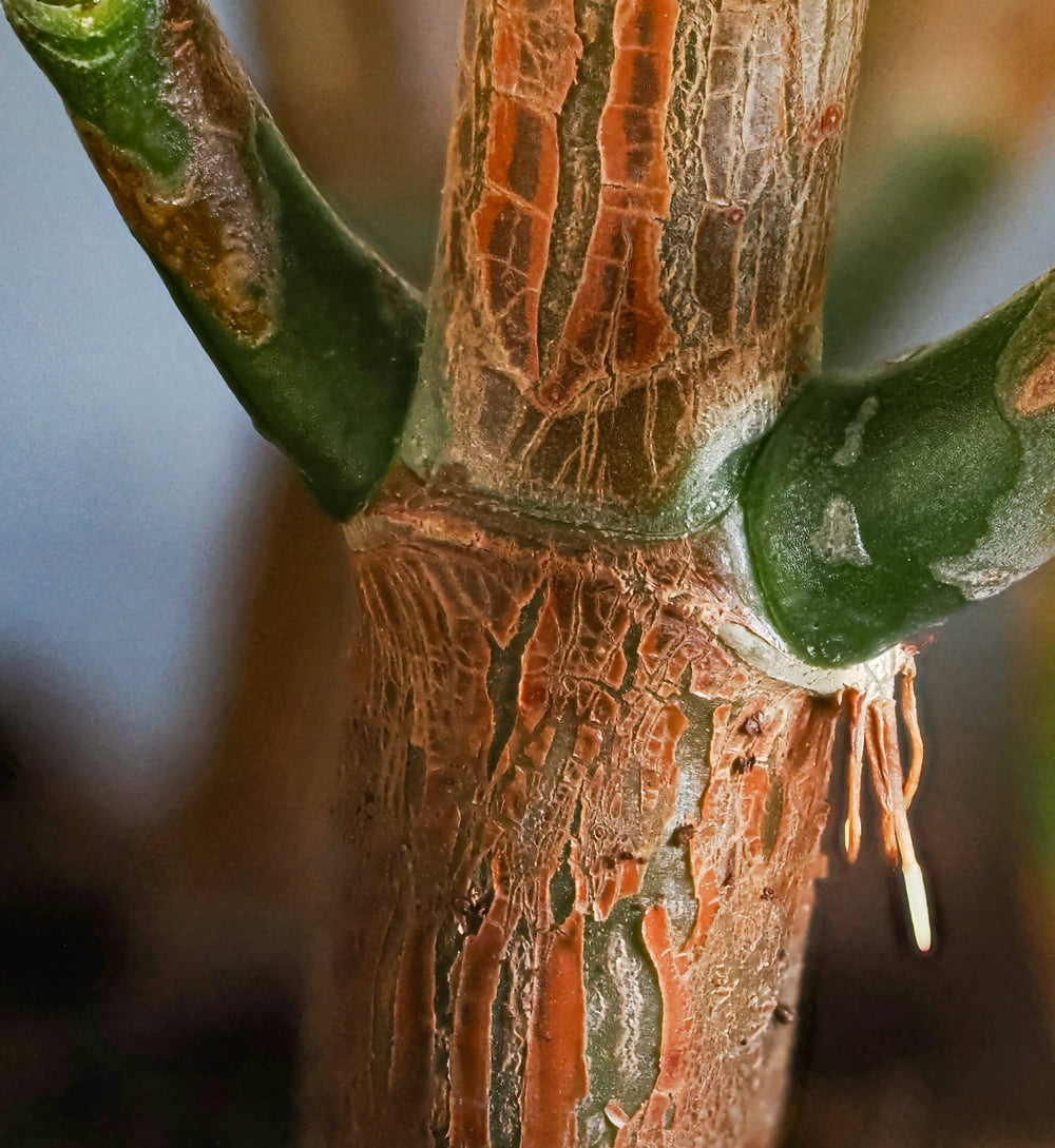 a close up of a tree with a green stem