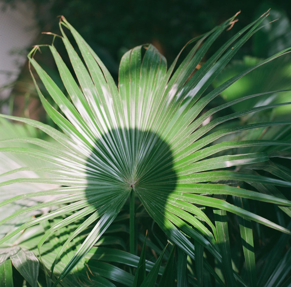 a close up of a green leafy plant