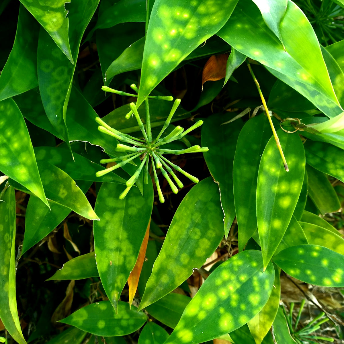 a close up of a green plant with lots of leaves