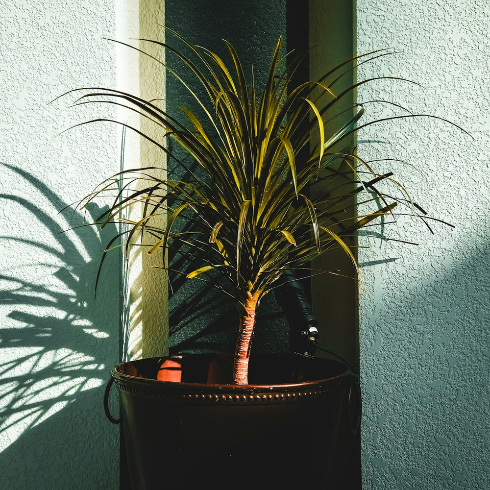 a potted plant sitting on top of a wooden table