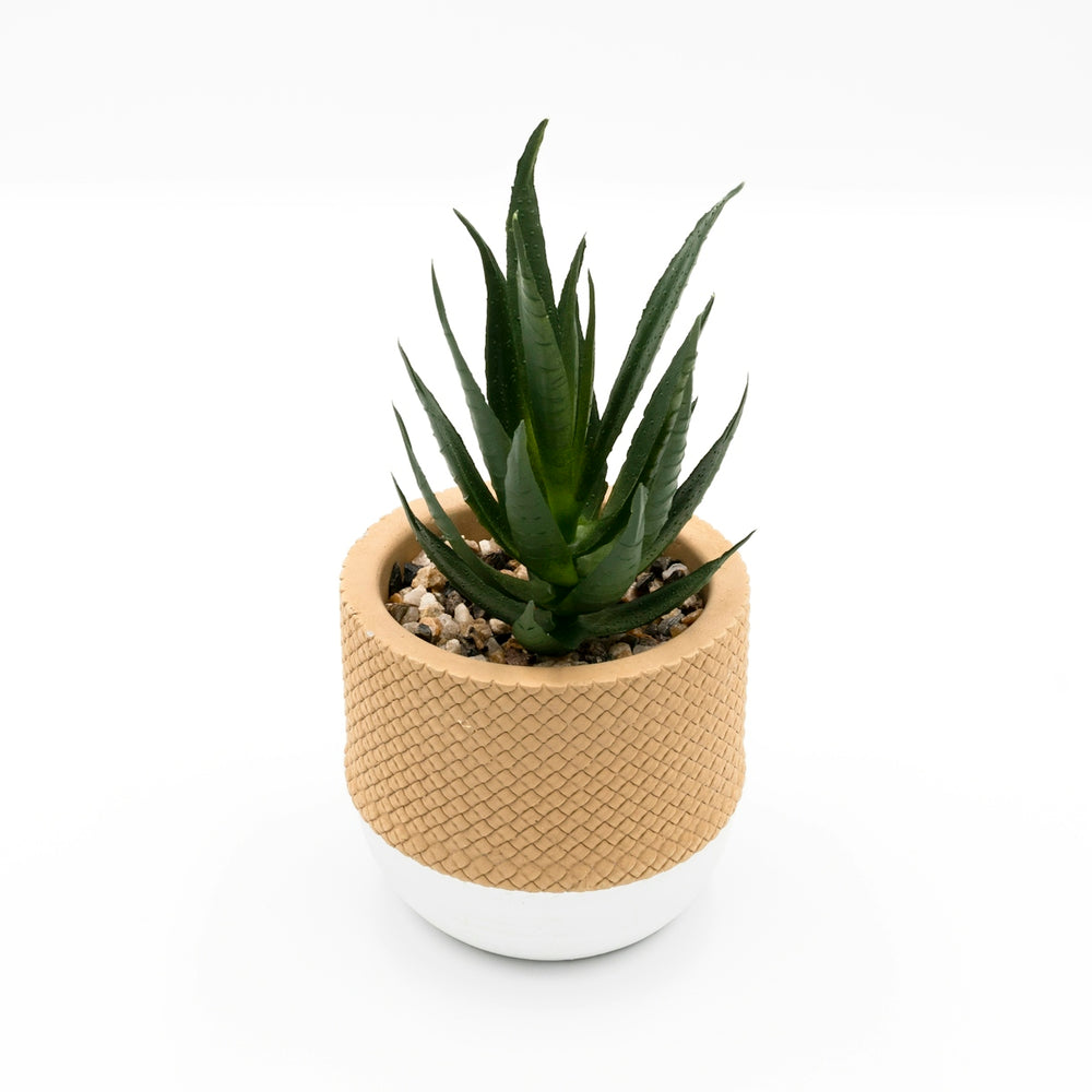 A small potted plant sitting on top of a white table
