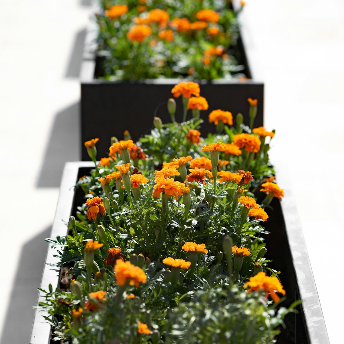 A row of black planters filled with orange flowers
