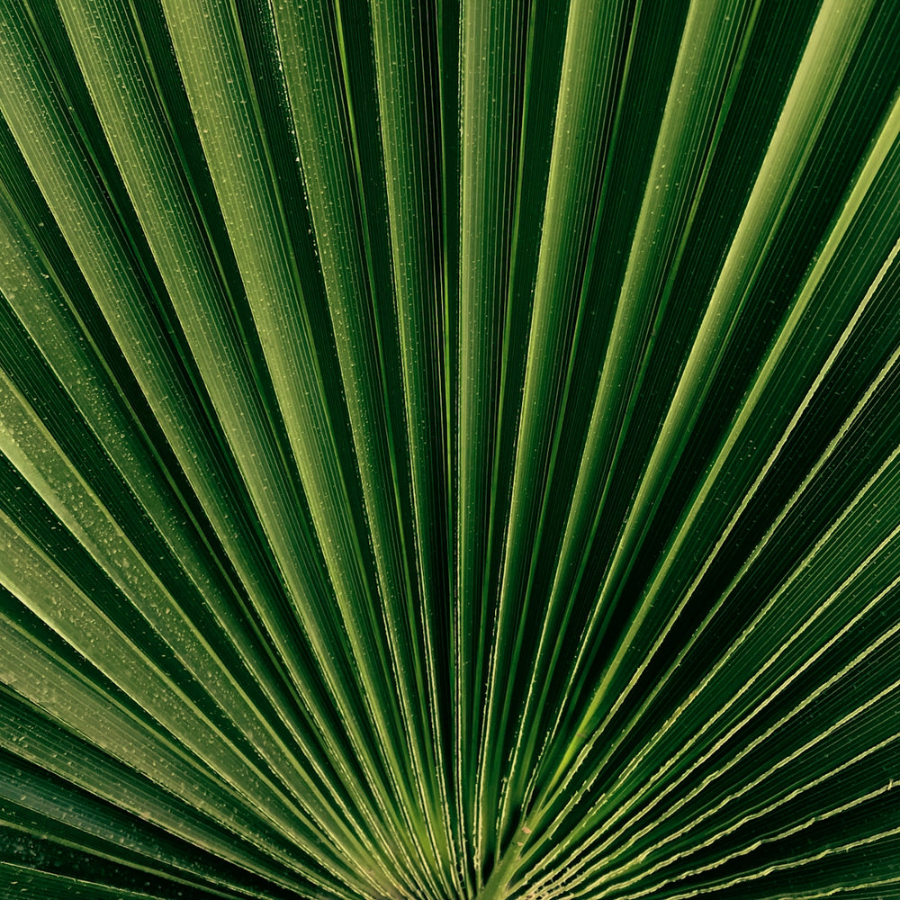 A close up of a green palm leaf