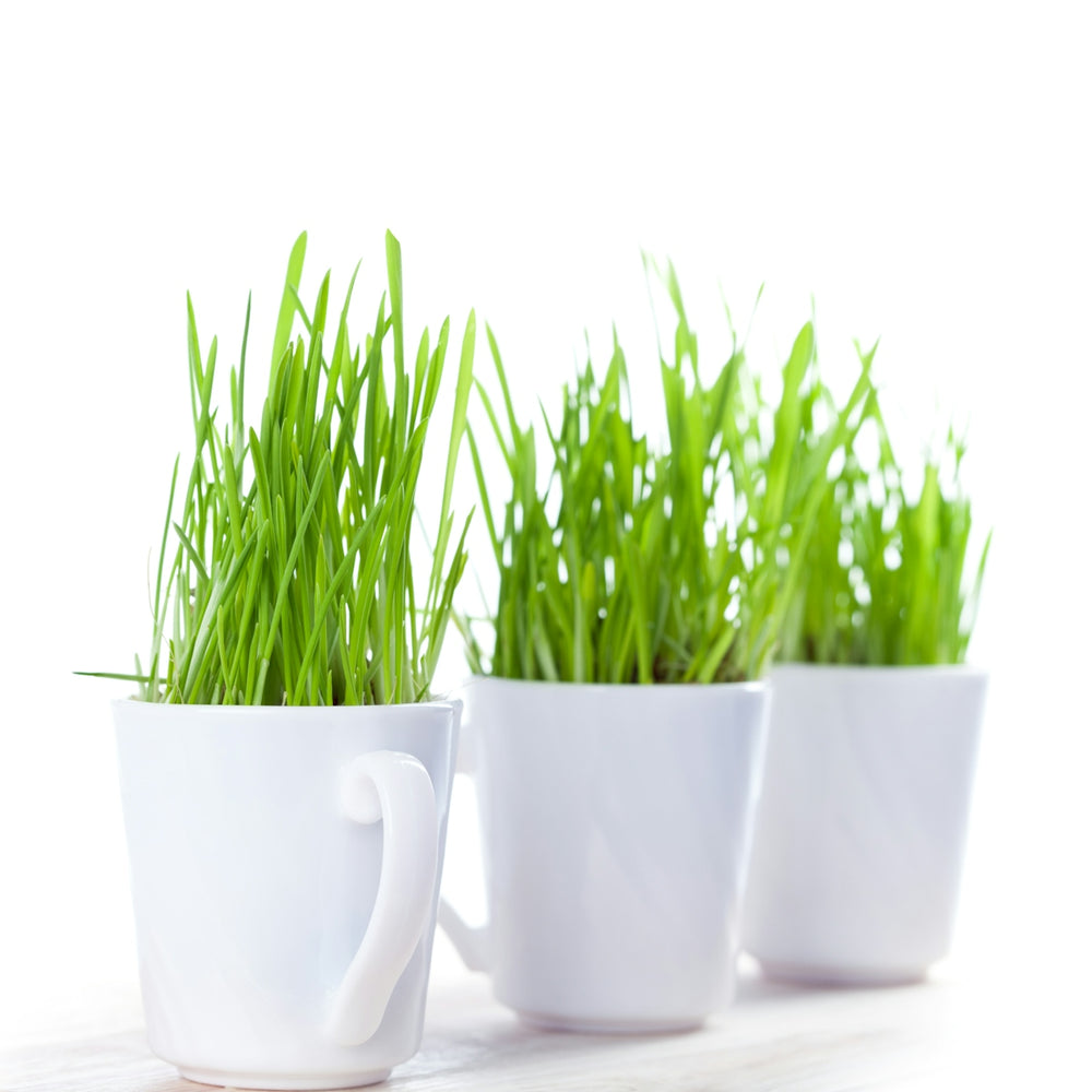 Three mugs with grass growing out of them