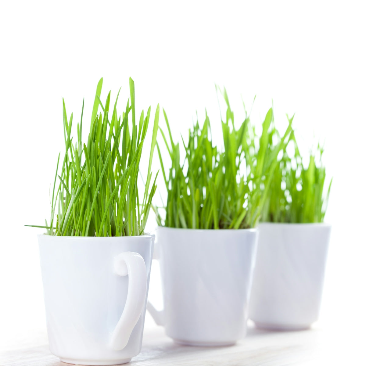 Three mugs with grass growing out of them
