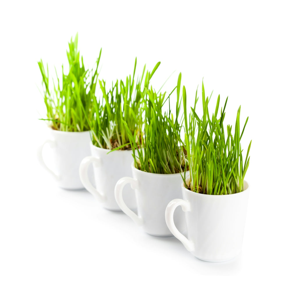 A row of mugs filled with green grass