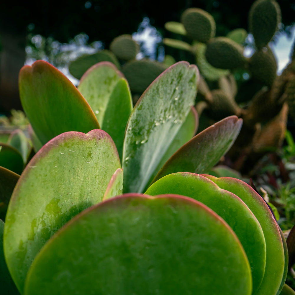 A close up of a succulent plant in a garden