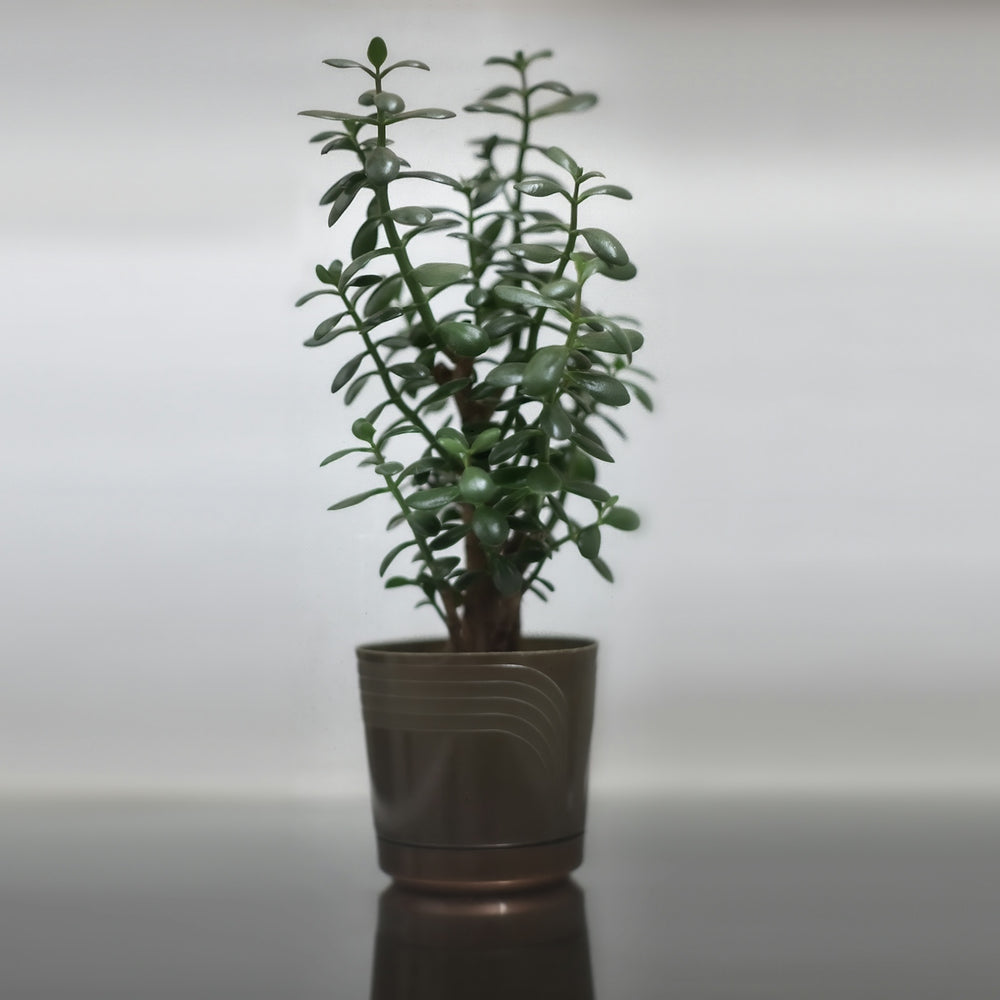 A jade plant in a pot stands on a reflective surface.