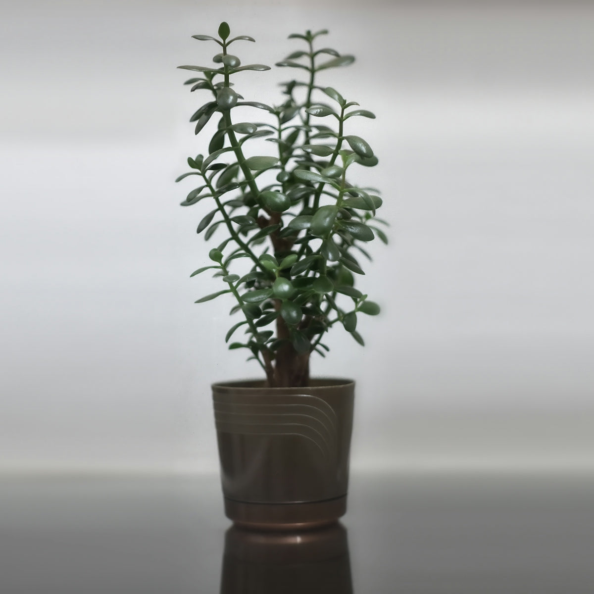 A jade plant in a pot stands on a reflective surface.