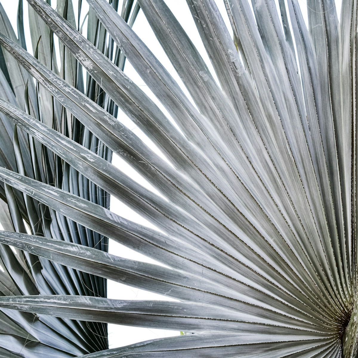 Close-up of grey palm leaves against white background