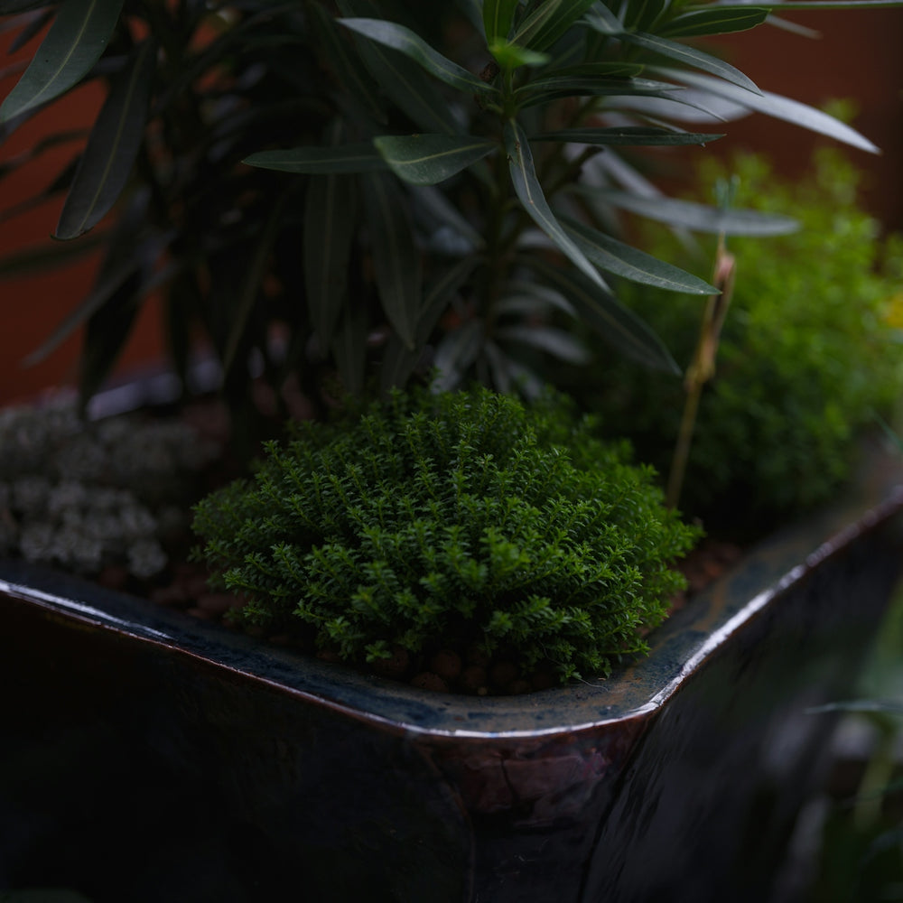 Close-up of lush green moss in a decorative planter.