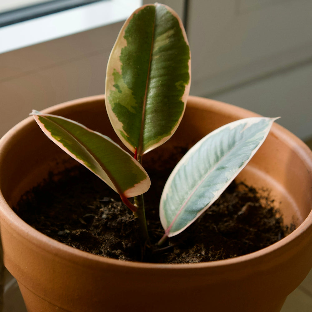 Variegated rubber plant in a terracotta pot.